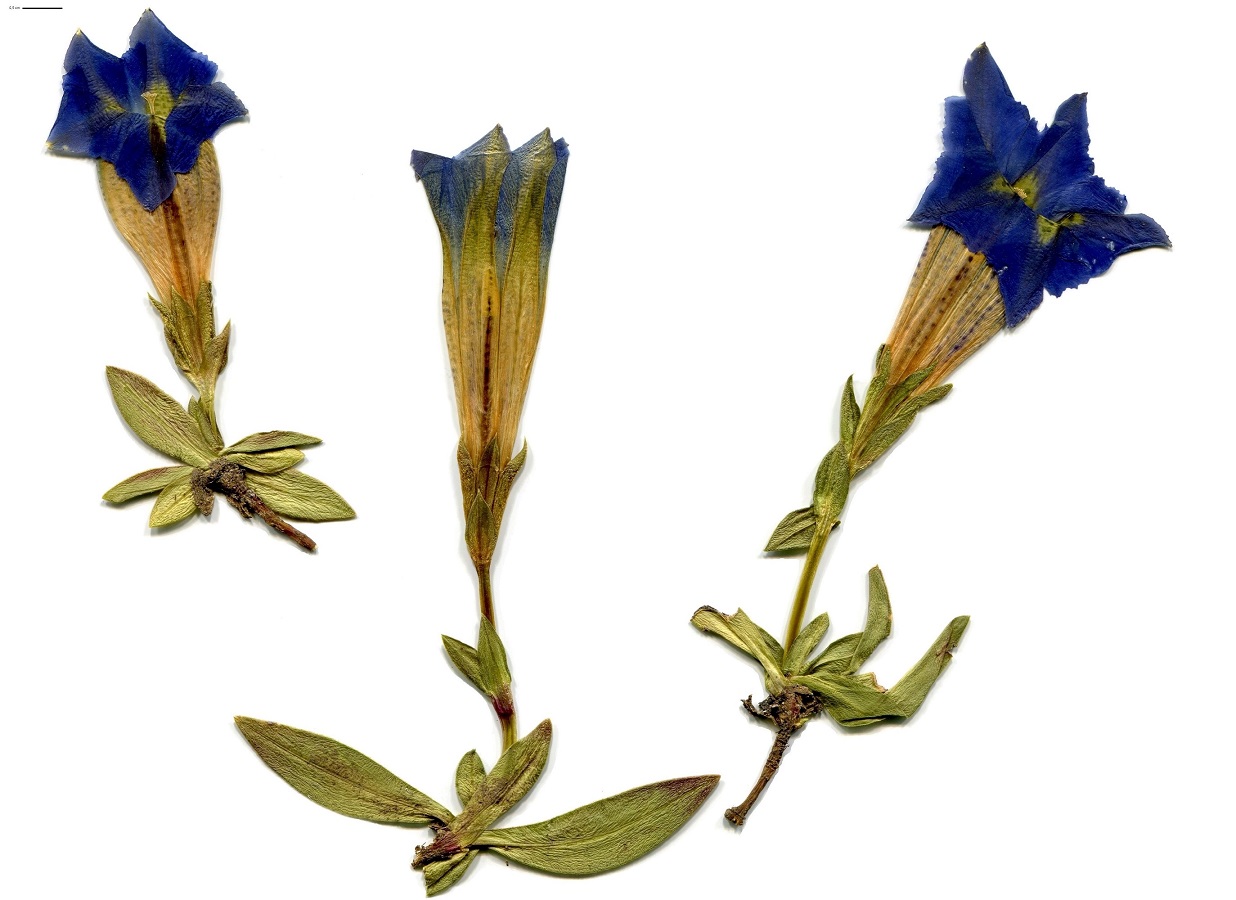 Gentiana occidentalis (Gentianaceae)